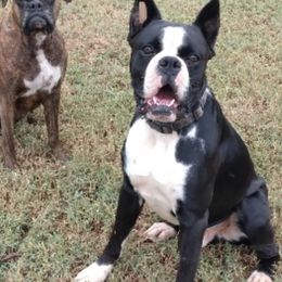 Winston - Boxer