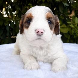 Murphy - Blue merle male Bernedoodle puppy in Vacaville, California from Starlight Goldendoodles
