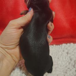 Puppy 4 - Black and tan female Dachshund puppy in Clayton, Indiana from Love Struck Miniature Dachshunds