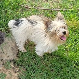Eleanor - Yorkshire Terrier