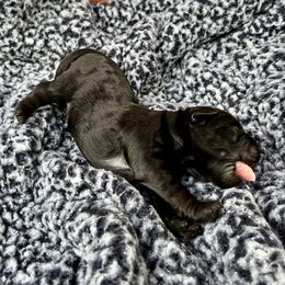 Goldendoodle and Poodle Puppies from SnickerDoodlePups