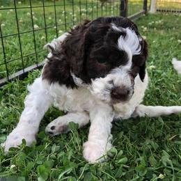 Havapoos, Lagotti Romagnoli, and Poodles from Che Bella Amore Lagotti