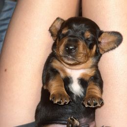 Dachshund Puppies from Cammy’s Dashing Doxies