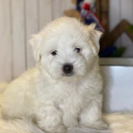 Cavapoo and Coton de Tulear Puppies from Big Gulch Puppies