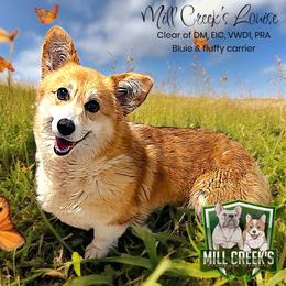 Louise - Pembroke Welsh Corgi