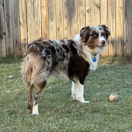 Sadie - Australian Shepherd