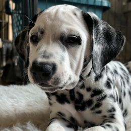 Xena- Teal Collar - White and black Dalmatian puppy in Northern, New York from Lake City Dals