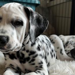 Xena- Teal Collar - White and black Dalmatian puppy in Northern, New York from Lake City Dals