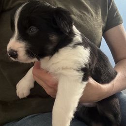 Border Collie Puppies from Julie Ziegler