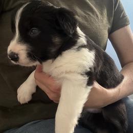 Border Collie Puppies from Julie Ziegler
