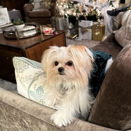 Pomeranian and Shih Tzu All Grown Up from GA Designer Puppies