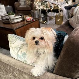 Pomeranian and Shih Tzu All Grown Up from GA Designer Puppies