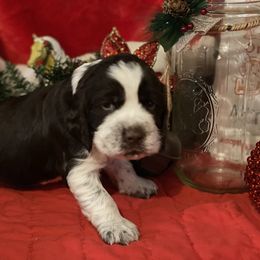 English Springer Spaniel Puppies from Powers English Springer Spaniels