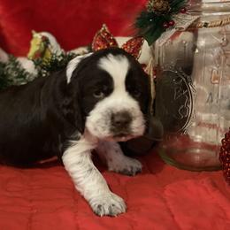 English Springer Spaniel Puppies from Powers English Springer Spaniels