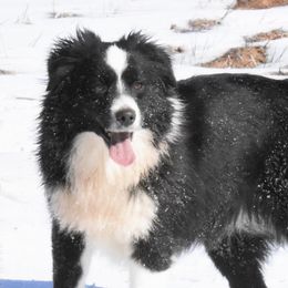 Jazzy - Miniature Australian Shepherd