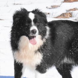 Jazzy - Miniature Australian Shepherd