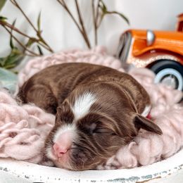 Ranger - Chocolate male Australian Labradoodle puppy in Decatur, Alabama from Southern Meadows Doodles