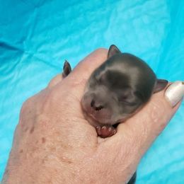 Chihuahua and Companion Cross Puppies from Lee’s Applehead Chihuahuas