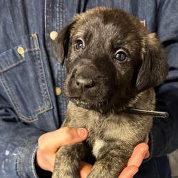 H.D Black Boy - Brindle male Anatolian Shepherd Dog puppy in Frenchtown, Montana from Apex Anatolians