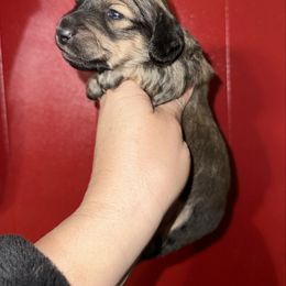Boy 2 - Cream male Dachshund puppy in Deming, New Mexico from FoxieDoxies of New Mexico
