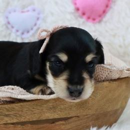 Stella - Black and cream female Dachshund puppy in Wakarusa, Indiana from PuppyLove Dachshunds