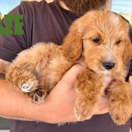 Blaze - Male - Red male Bernedoodle puppy in Peoria, Arizona from Wroth's Pawsibilities