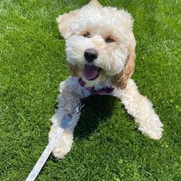 Cockapoo All Grown Up from Willow Lane Puppy