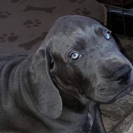 Great Dane Puppies from Timeless Danes