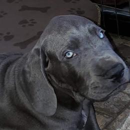 Great Dane Puppies from Timeless Danes