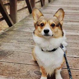 Trex - Pembroke Welsh Corgi