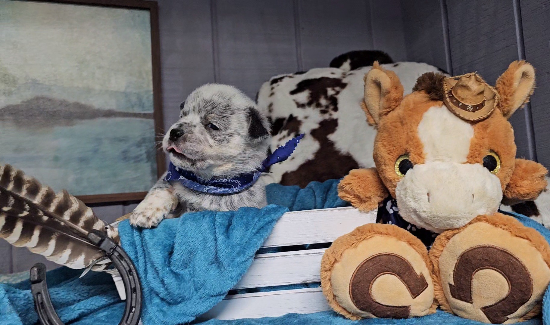 Australian Cattle Dog Puppies from Indigojos Australian Cattle Dogs
