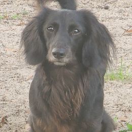 Dachshunds from Sausage Squad Kennels