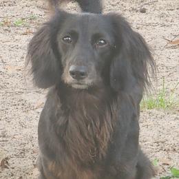 Dachshunds from Sausage Squad Kennels