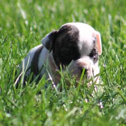 Female 1 - White and brindle female American Bulldog puppy in Xenia, Ohio from Bingham's Bulldogs LLC