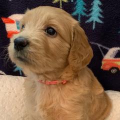 Girl 3 Pink Collar - Apricot Goldendoodle puppy in Spring, Texas from Spring Doodles