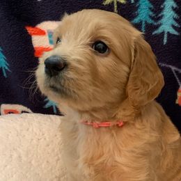 Girl 3 Pink Collar - Apricot Goldendoodle puppy in Spring, Texas from Spring Doodles