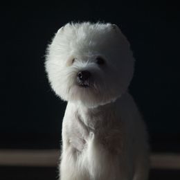 Rondo - West Highland White Terrier