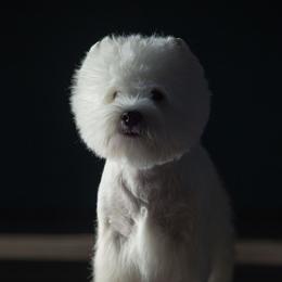 Rondo - West Highland White Terrier