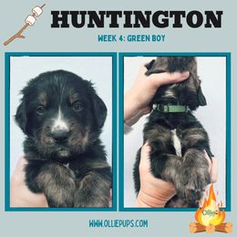 Huntington - male Golden Mountain Dog puppy in Boiling Springs, South Carolina from OlliePups, LLC