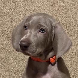 Girl 2 - Silver gray female Weimaraner puppy in Ridgewood, New York from Alchemy Weimaraners
