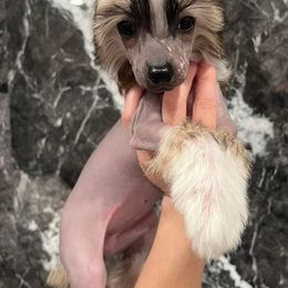 Ellen - Cream Chinese Crested puppy in Florida from Candela Chinese Cresteds