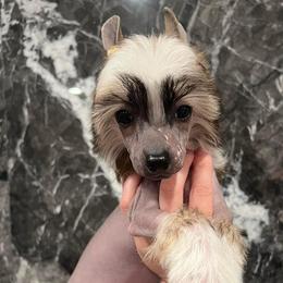 Ellen - Cream Chinese Crested puppy in Florida from Candela Chinese Cresteds