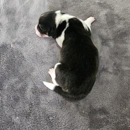 Oreo - Black and white female American Corgi puppy in Waltham, Maine from Downeast Corgis