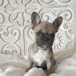 Gumdrop - Fawn and white female French Bulldog puppy in Tariff, West Virginia from Frenchies WV