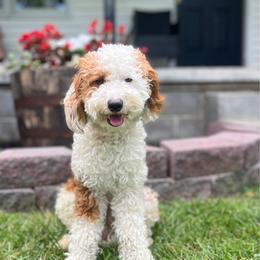 Dolly - Poodle