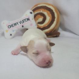 Koda - Piebald male Dachshund puppy in Pinson, Alabama from Sweet Honey Bunn Hounds