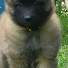 Belgian Tervuren Puppies from Kismet Belgian Tervuren's  owner Angela Ernst