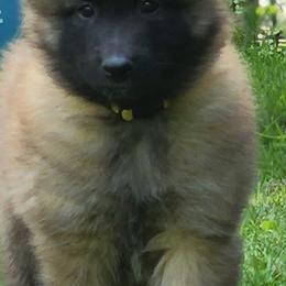 Belgian Tervuren Puppies from Kismet Belgian Tervuren's  owner Angela Ernst