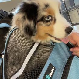 Australian Shepherd, Miniature American Shepherd, Miniature Australian Shepherd, and Toy Australian Shepherd Puppies from Painted Blue Aussies