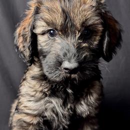 Pepper and salt, Girl 4 - Black Collar - Pepper and salt female Giant Schnauzer puppy in St George, Utah from Schnauzer Ranch